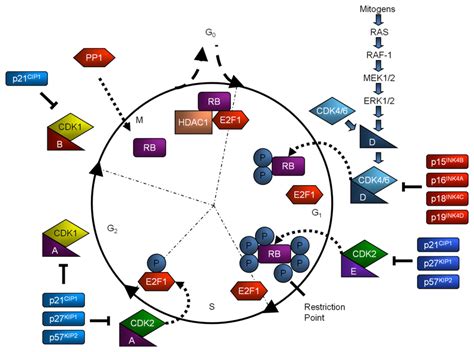 A simplified model of the mammalian cell cycle. | Download Scientific Diagram