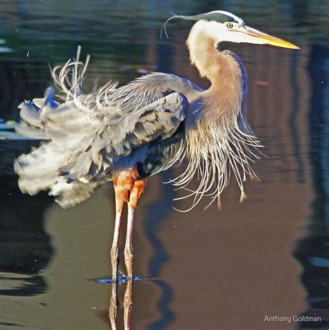 "Great blue heron fluffing its feathers!" by Anthony Goldman | Redbubble