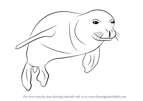 Learn How to Draw a Hawaiian Monk Seal (Seals) Step by Step : Drawing Tutorials