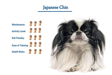 What Are The Rules For Keeping A Japanese Chin In Canada