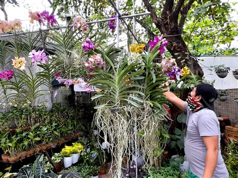 Philippine Orchids | Photos | Philippine News Agency