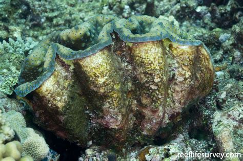 Tridacna gigas - Giant Clam | ReefLifeSurvey.com