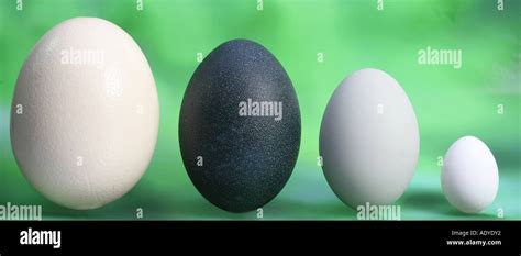 Size comparison eggs ostrich largest egg world hi-res stock photography ...