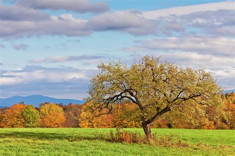 Autumn Apple Tree Photograph by Alan L Graham | Fine Art America