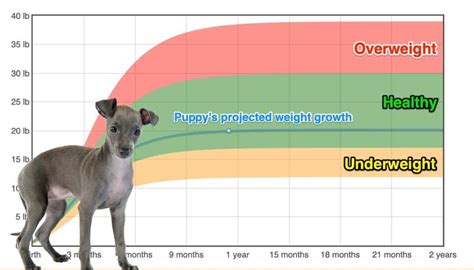 What Age Do Italian Greyhounds Stop Growing