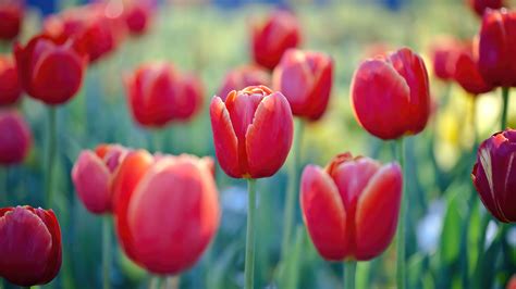 Tulips, HD Wallpaper | Rare Gallery