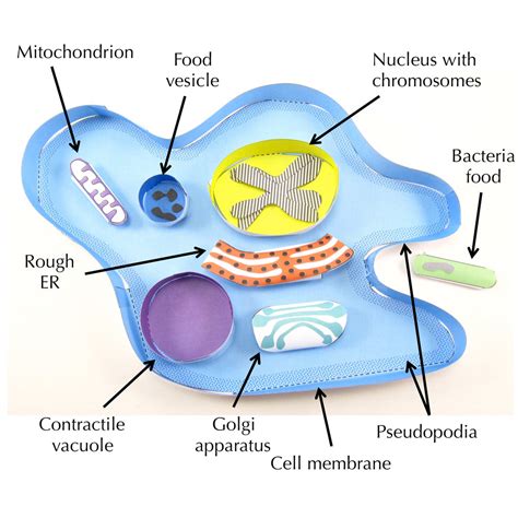 Amoeba – Origami Organelles