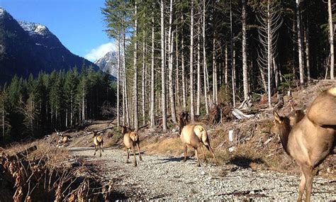 Return of the Roosevelts - Habitat Conservation Trust Foundation