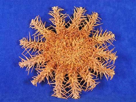 Crown of Thorns Starfish