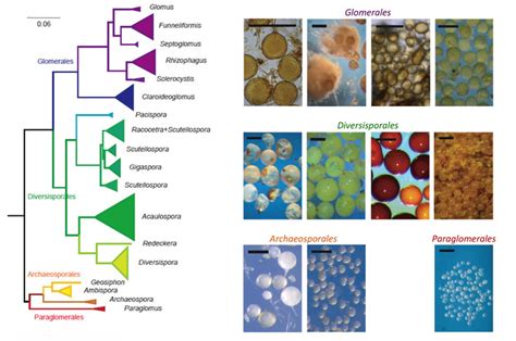 Model organisms - Genetics - LMU Munich