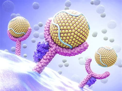 Cell Membrane Function and Structure