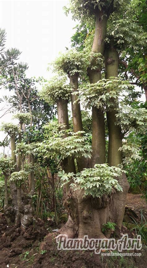 Jual Bonsai Pohon Randu Putih (Variegata) Harga Murah - TUKANG TAMAN ...