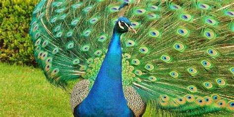 The Symbolism of the Peacock in Hinduism - Hindu Creed