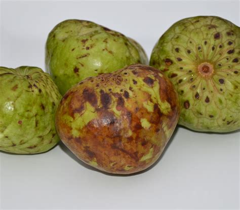 Annona cherimola - Selma Cherimoya - Seeds