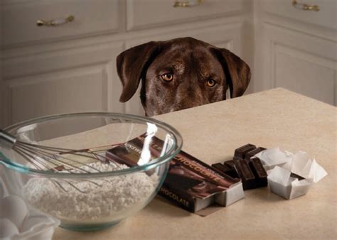 Chocolate toxicity in dogs - Annandale Animal Hospital