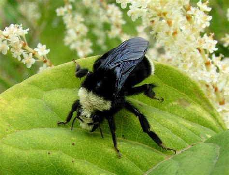 Yellow-faced Bumble Bee - Bombus vosnesenskii | 8/25/07 Seah… | Flickr