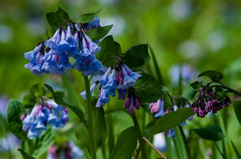 April Showers Bring April Flowers - Ken Gortowski Photography