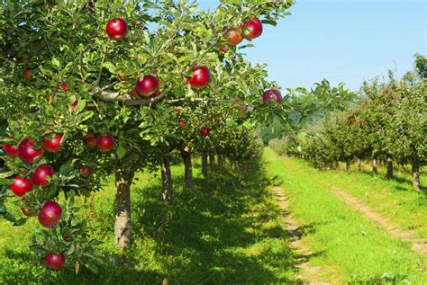 Ag News: U.S. Tree Fruit Production Up