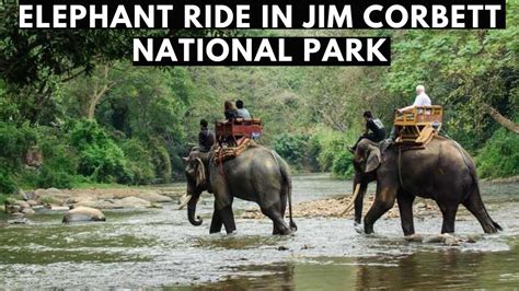 Is Elephant Safari Available in Jim Corbett National Park ? - YouTube