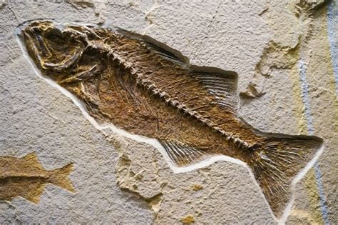 Why Are Fossils Only Found In Sedimentary Rocks? - Rock Seeker