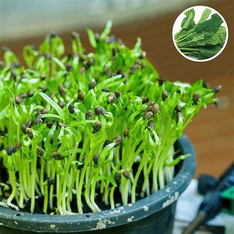 Buy Organic Microgreen Seeds online from Nurserylive at lowest price.