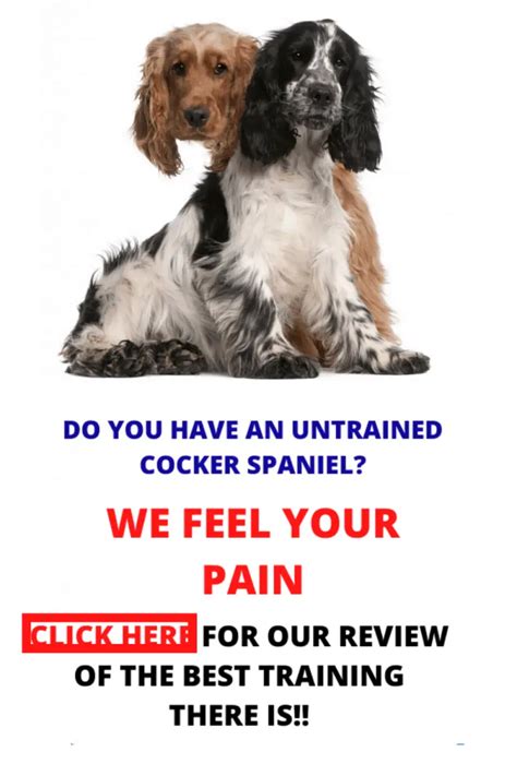 Best Training For A Cocker Spaniel – Cocker Spaniel World