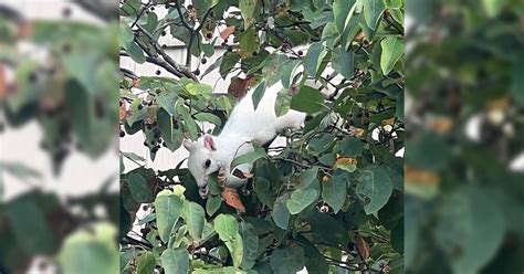 Doctor Grabs His Camera to Capture Rare Albino Squirrel Outside His Office - TRANSCOM