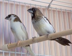 Society Finches Male Or Female