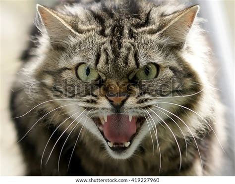 67,128 Angry Cat Face Images, Stock Photos & Vectors | Shutterstock