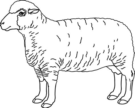 Coloring Page Of A Sheep Sheep Coloring Pages Face Cu - vrogue.co