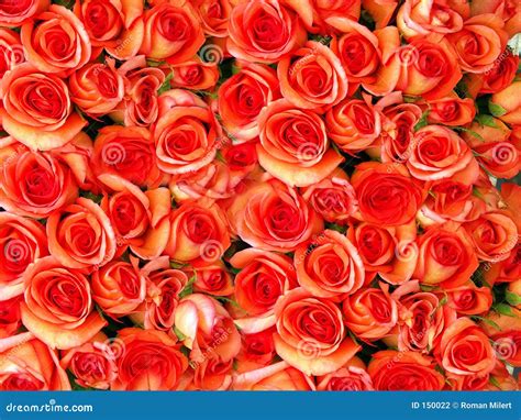 Bed of roses stock photo. Image of abstract, close, yellow - 150022