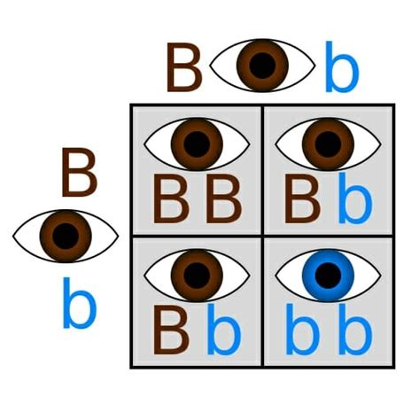 Independent Assortment - Definition, Principle and Examples | Biology