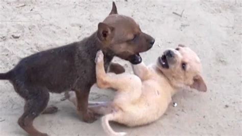 Is It Ok To Let Puppies Play Fight