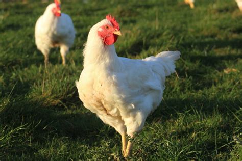 Free Range Organic Chickens, High Quality Poultry for the table