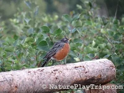 Yellowstone Birds