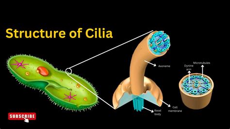 Cilia structure and functions EXPLAINED, Unveiling the Marvels of Cilia ...