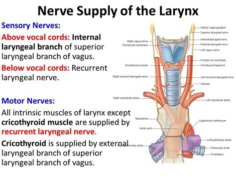 hgb blood to recurrent laryngeal nerve - Yahoo Image Search Results ...