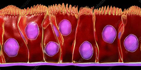 Pseudostratified columnar epithelium, illustration - Stock Image - F022 ...