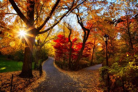 wallpaper autumn, park, trees, light, morning, foliage HD : Widescreen : High Definition ...