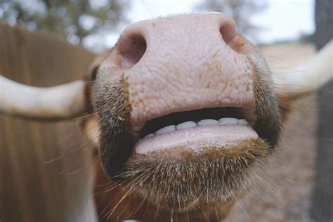 The oral cavity in cattle - Veterinary Practice