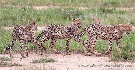 Cheetah Cubs Practise Hunting Skills