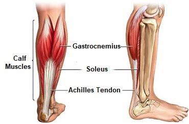 Gastrocnemius Muscle: Anatomy & Injuries - Foot Pain Explored