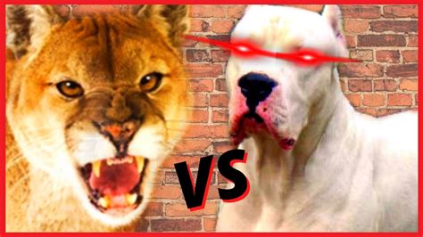 Dogo argentino vs puma [ onça parda, leão da montanha ]??? - YouTube