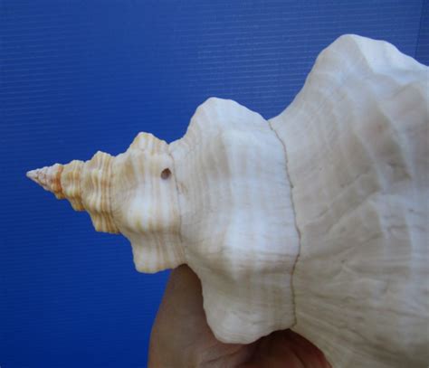 11 inches Georgeous Horse Conch Shell, a Pale Peach Official Seashell of Florida