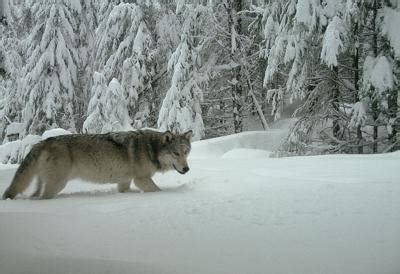 New group of wolves discovered in Western Oregon | Livestock ...