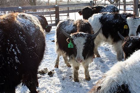 Pack of yaks, from Minnesota Public Radio – National Society of Newspaper Columnists