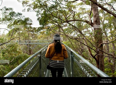 Tree Top Walk - Walpole - Australia Stock Photo - Alamy