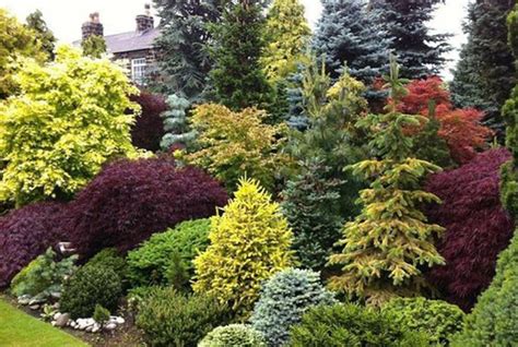 My Craze for Conifers - Southwood | Evergreen landscape front yard ...