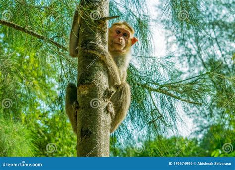 Boy Climbing The Monkey Bars Stock Photography | CartoonDealer.com #136388