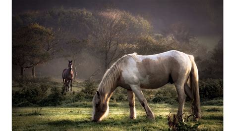 Wild Horse Wallpaper (59+ images)